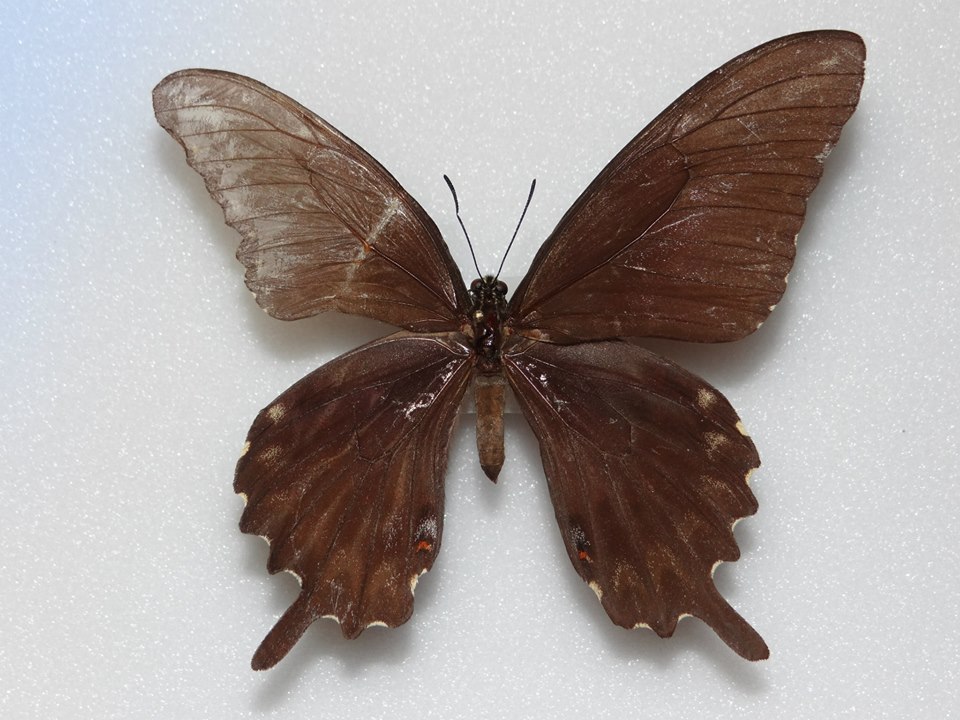 Heraclides ornythion female  (Melanic with aberration) (Internet Image property of respective owner, non-commercial use only)